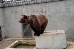 Тюменский зоопарк Сосновый бор - медведь