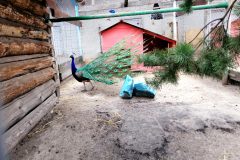 Сосновый бор зоопарк в Тюмени