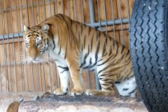Зоопарк Сосновый бор Тюмень -тигр