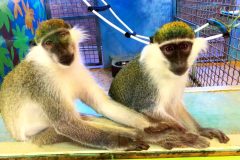 Тюменский зоопарк Сосновый бор - обезьяны